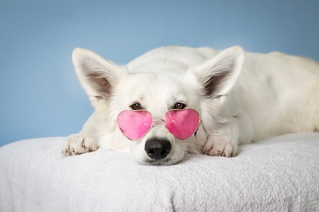 Dog Relocation Service