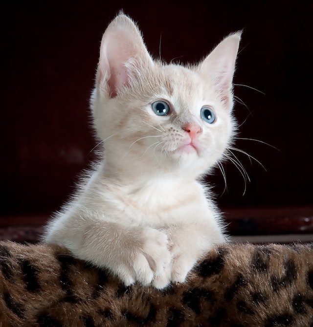 International Cat Relocation Service