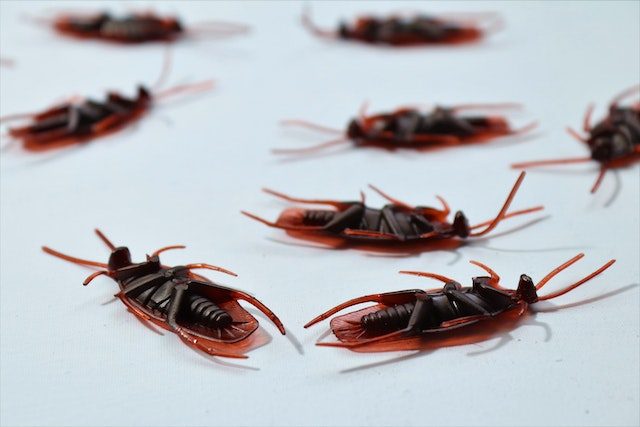 Pest Control Solutions