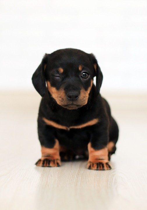 UAE Pet Insurance