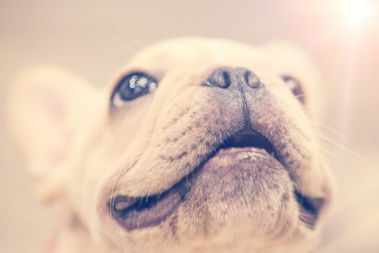 Close-up of a dog, illustrating pet import and relocation rules for moving a dog to the UAE or Saudi Arabia