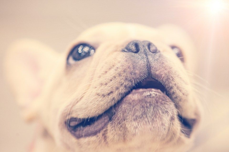 Close-up of a dog, illustrating pet import and relocation rules for moving a dog to the UAE or Saudi Arabia